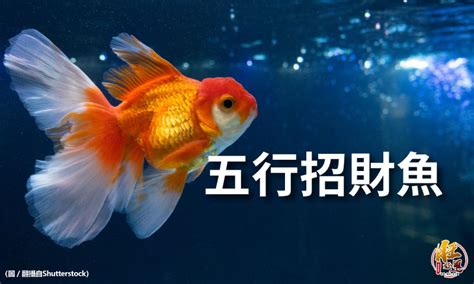 風水魚推薦|【風水魚種類】風水魚種類大揭密！養魚招財、納福，不可錯過的。